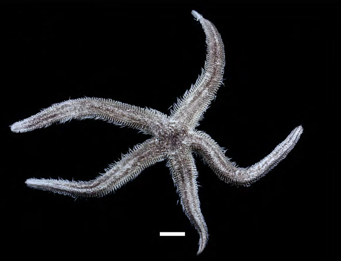Luidia superba