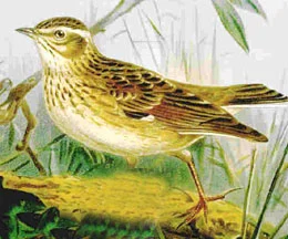 Wood Lark