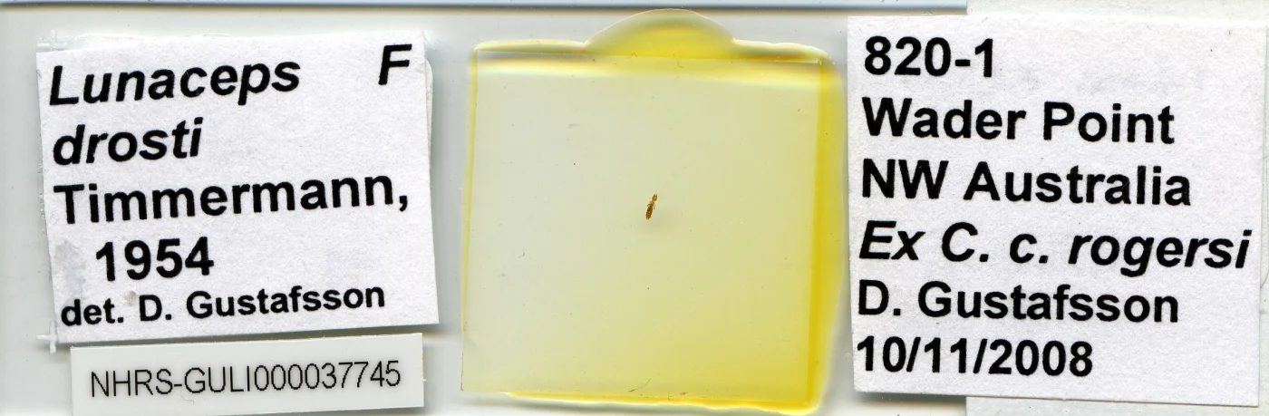 Lunaceps drosti