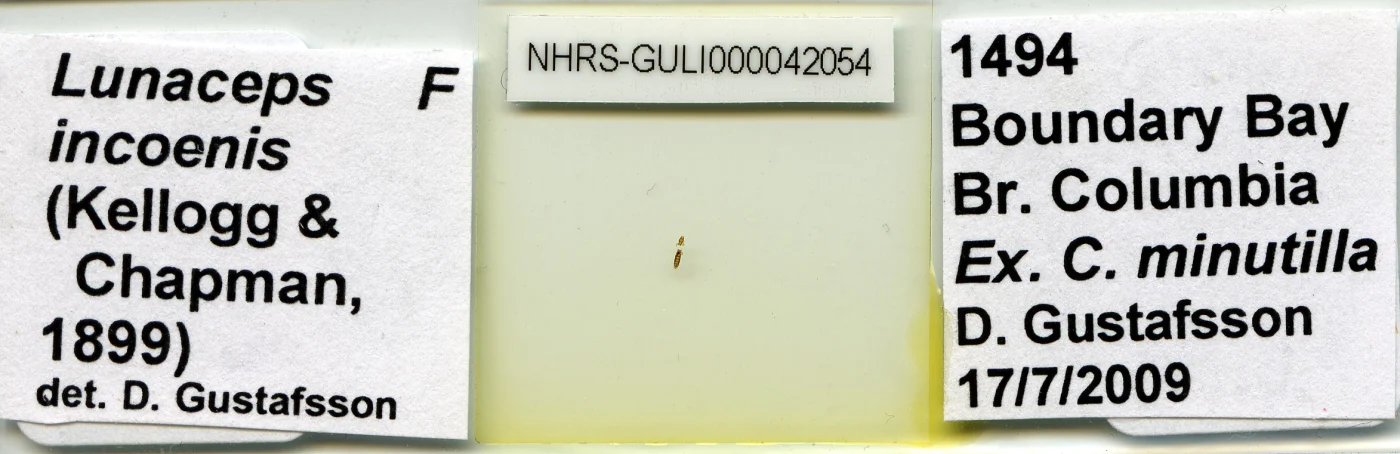 Lunaceps incoenis
