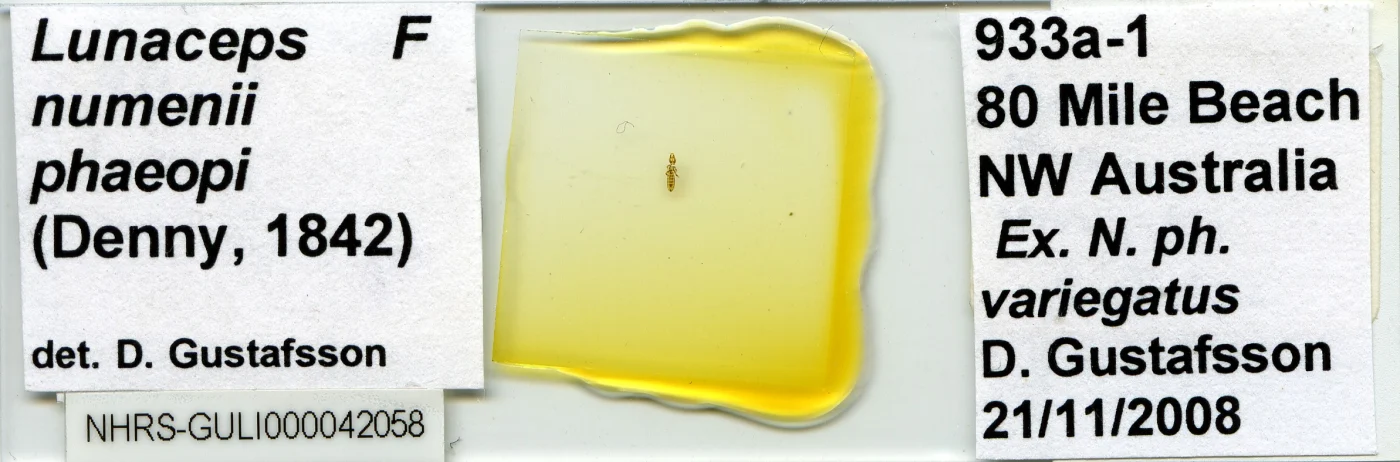 Lunaceps numenii