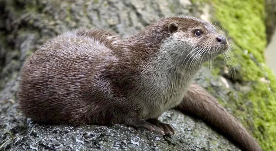 Common Otter