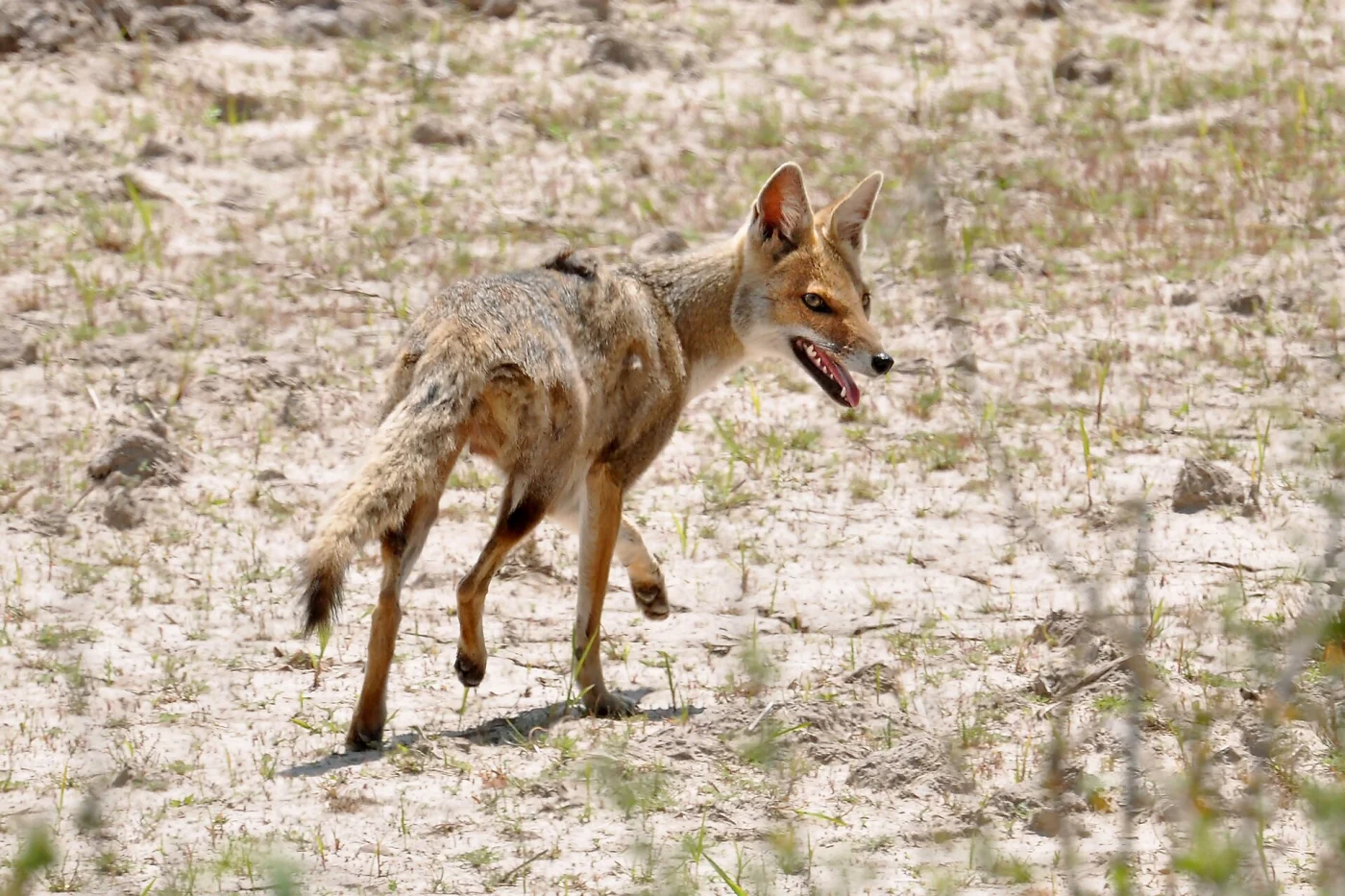 Azara's Fox