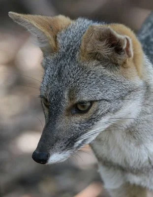 Peruvian Desert Fox