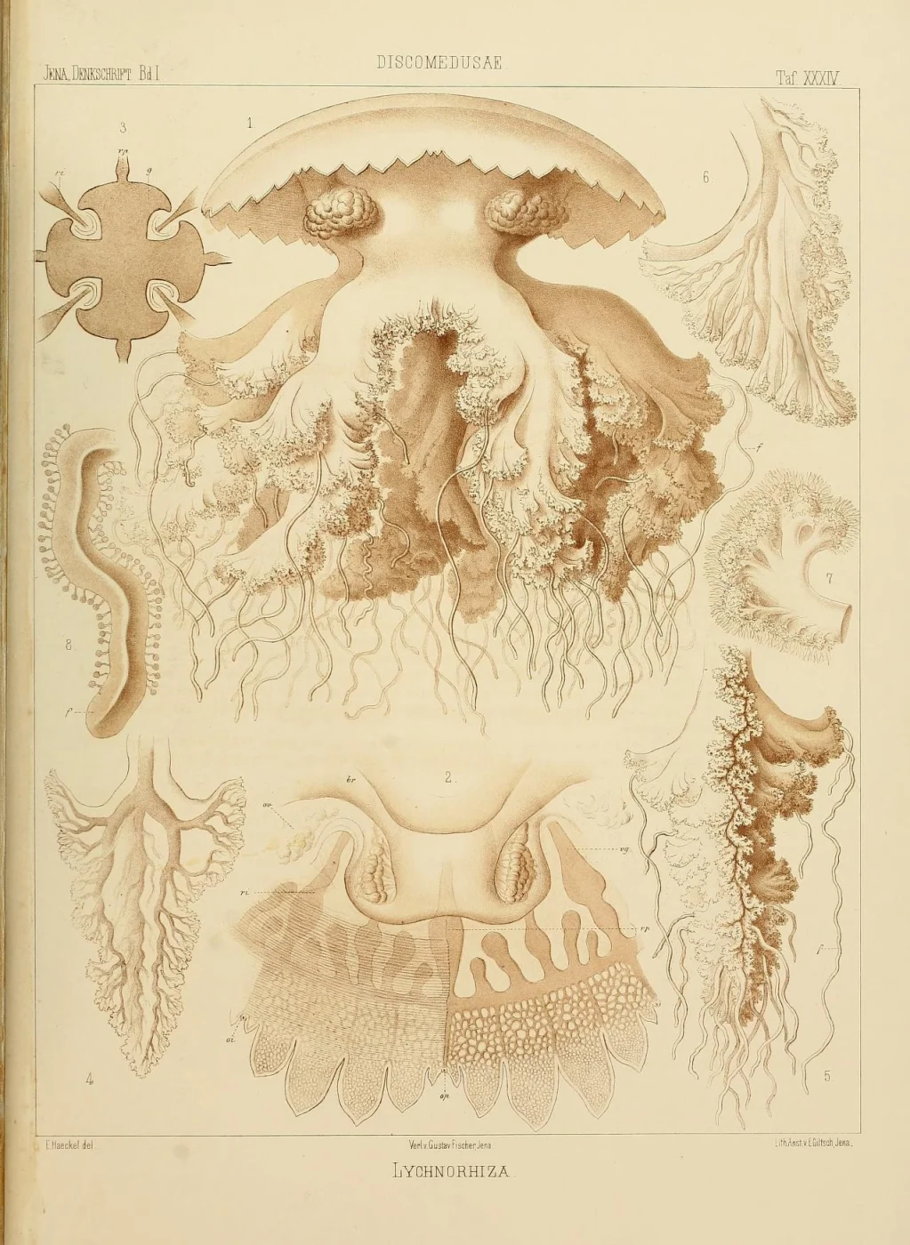 Jellyfish