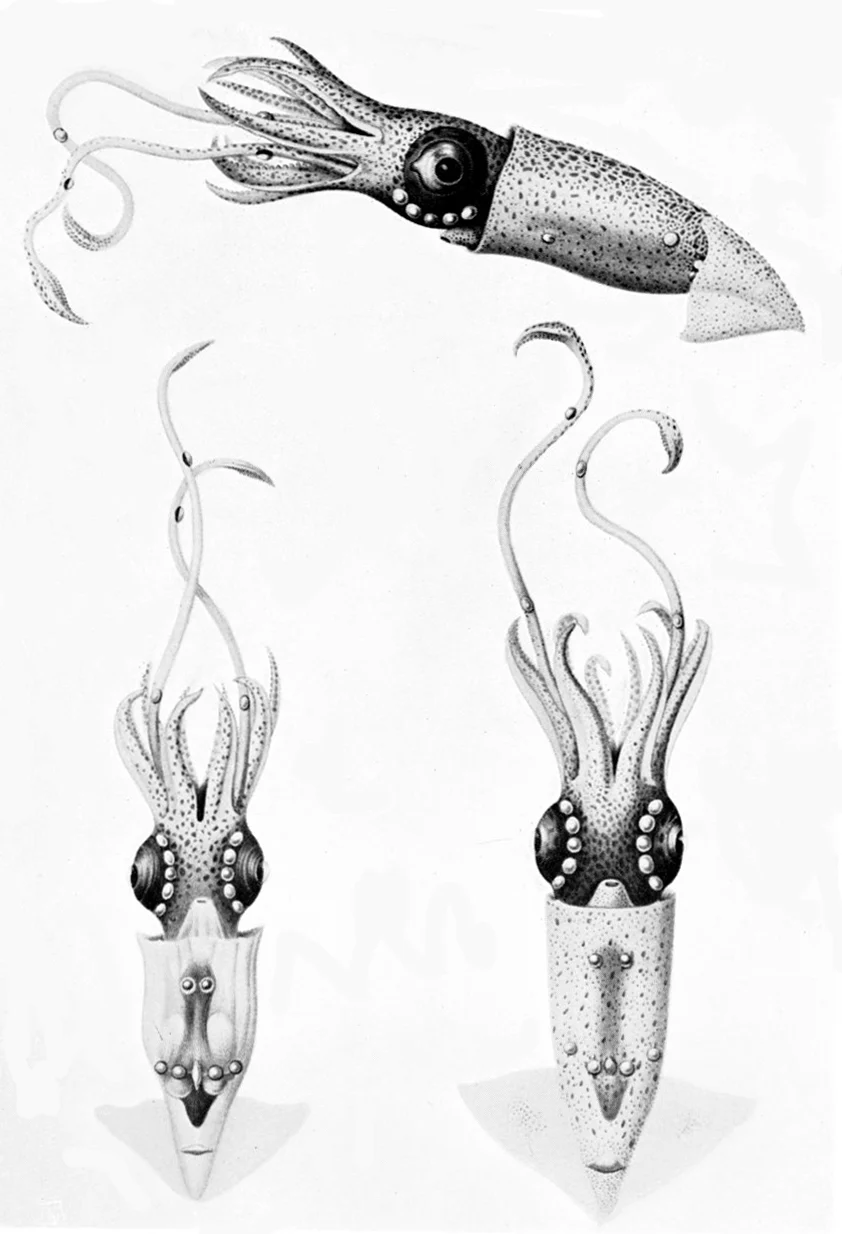 Crowned Firefly Squid