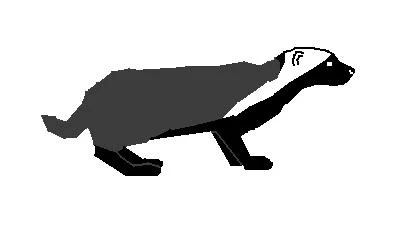 Patagonian Weasel