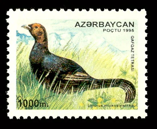 Caucasian Black Grouse