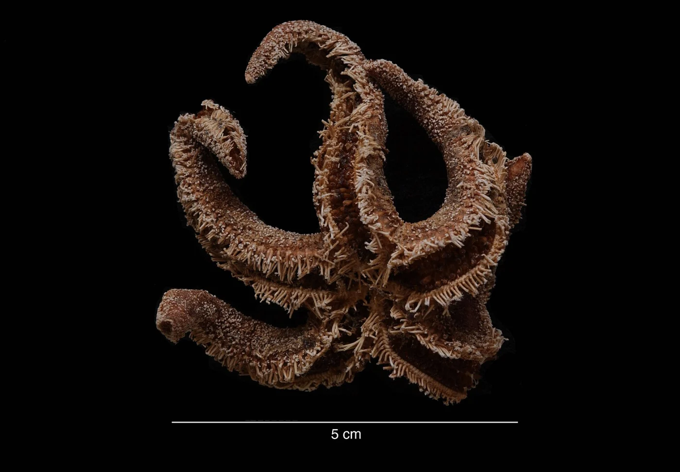 Lysasterias belgicae
