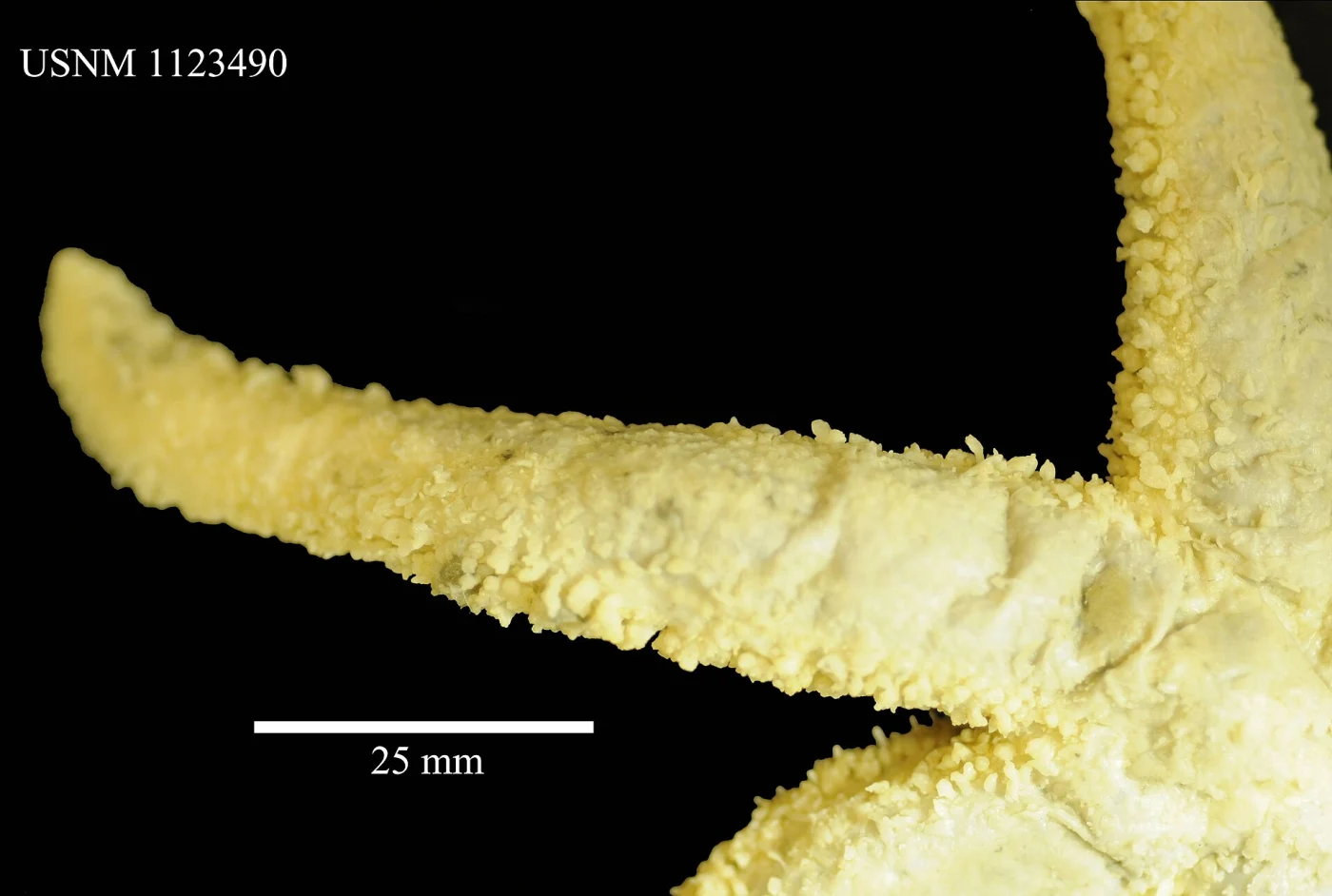 Lysasterias chirophora