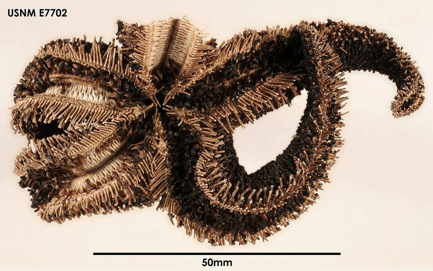 Lysasterias hemiora