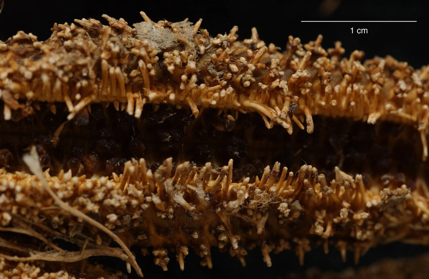 Lysasterias heteractis