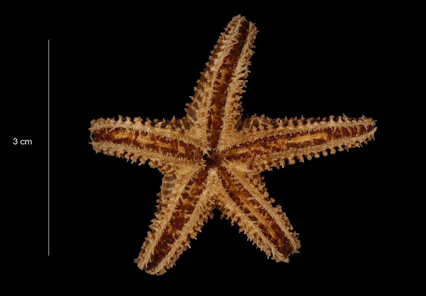 Lysasterias lactea