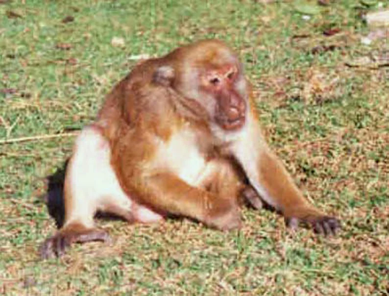 Assam Macaque