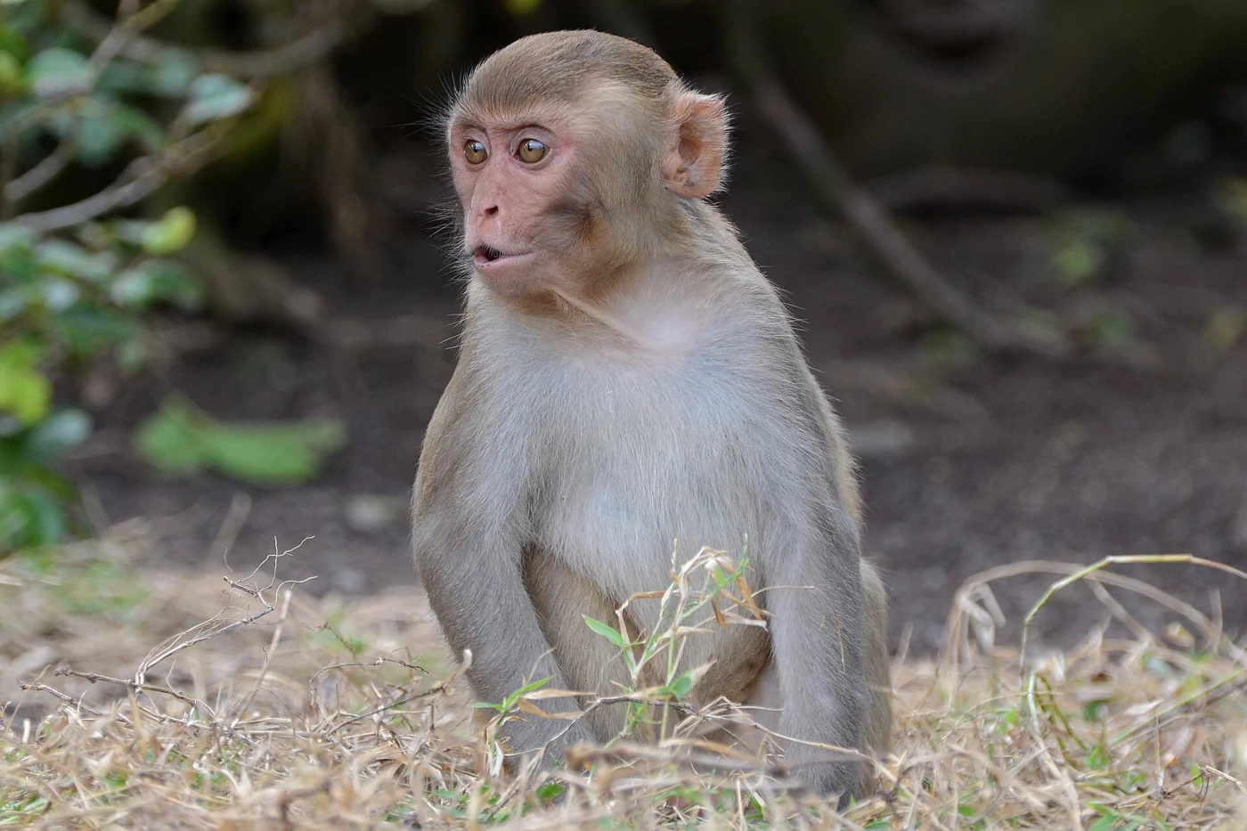 Macaco Rhesus