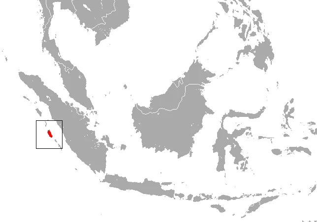 Siberut Island Macaque