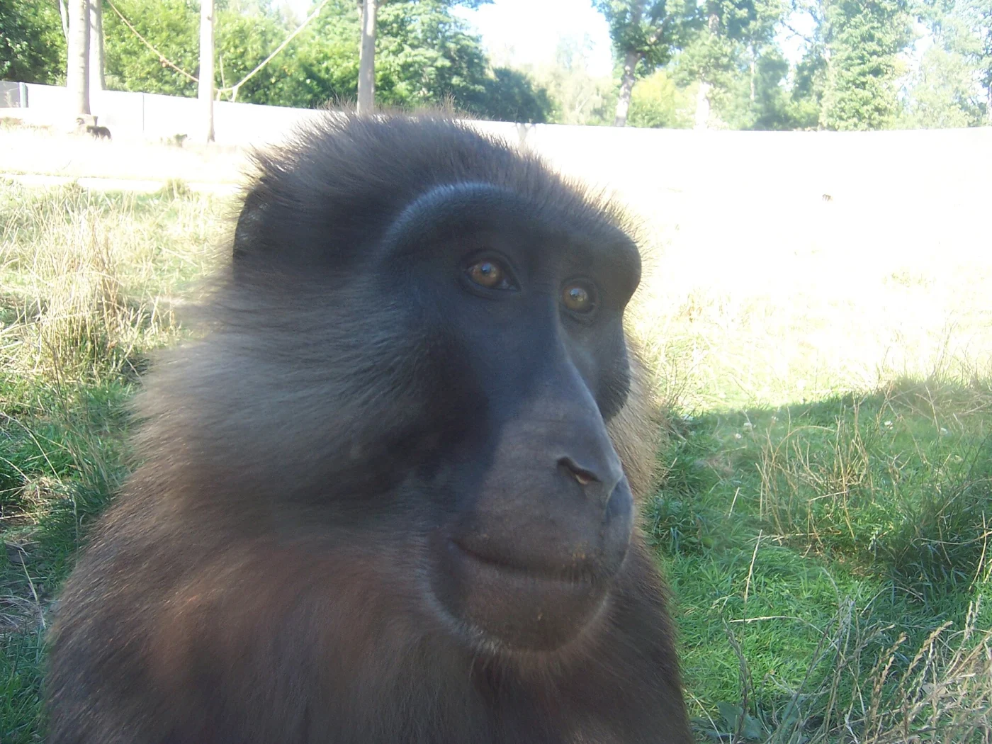 Tonkean Black Macaque