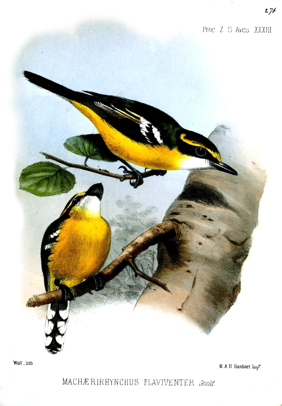 Yellow-breasted Boatbill