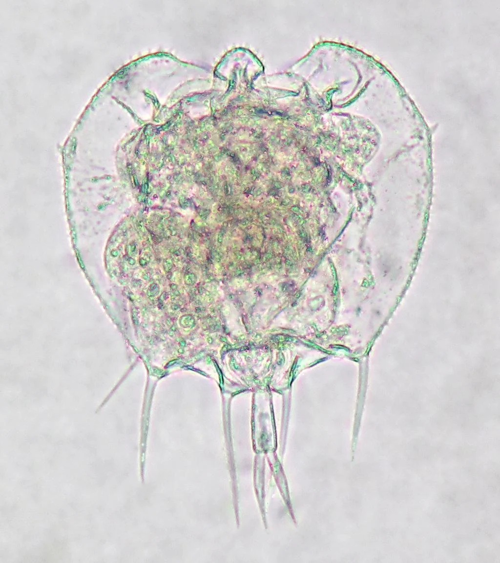 Macrochaetus collinsii