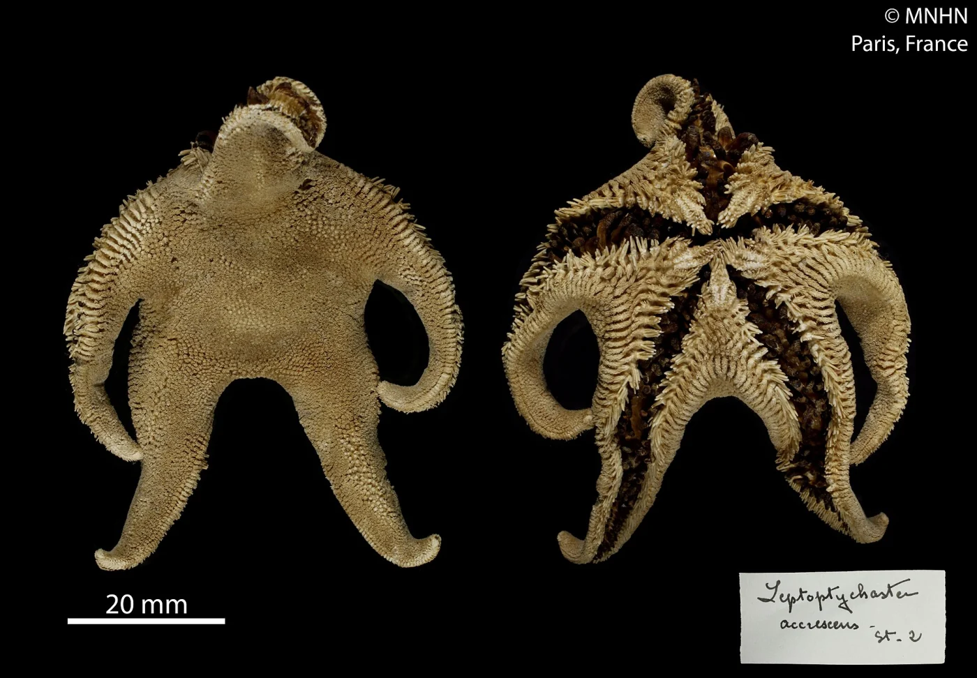 Macroptychaster accrescens