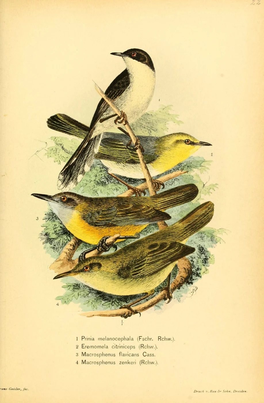 Yellow Longbill