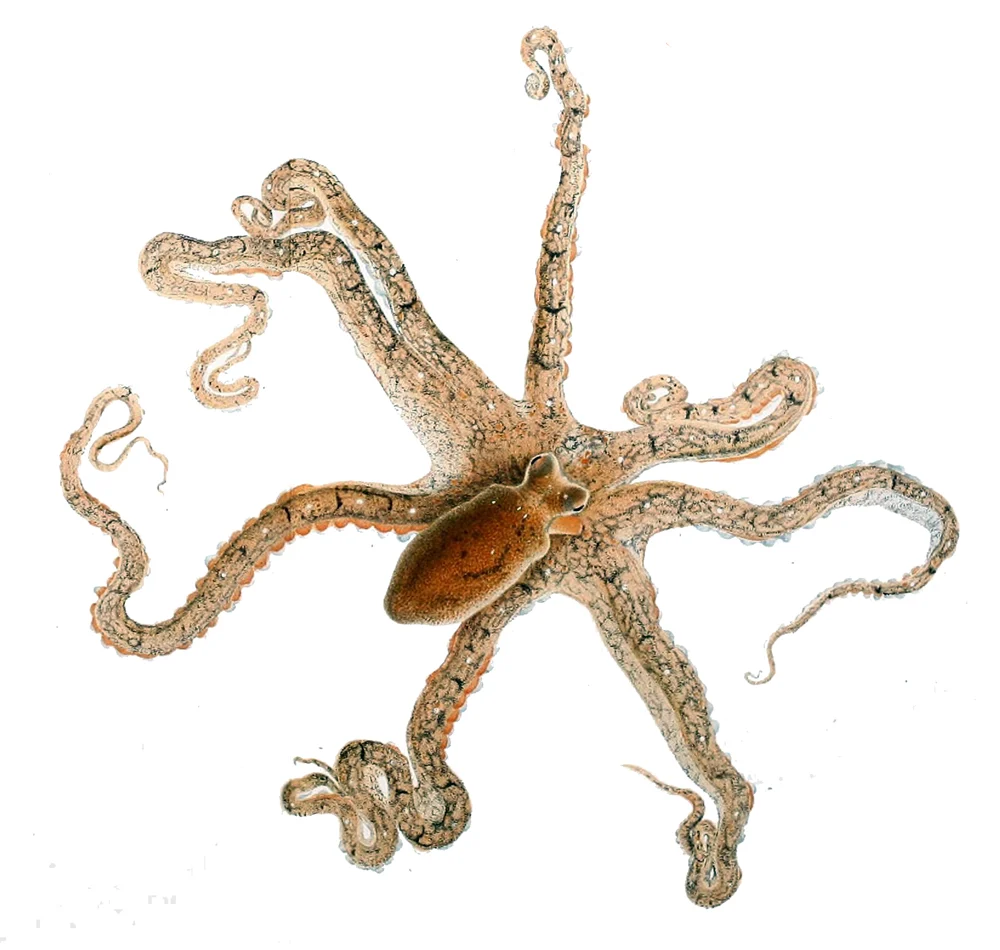Macrotritopus equivocus