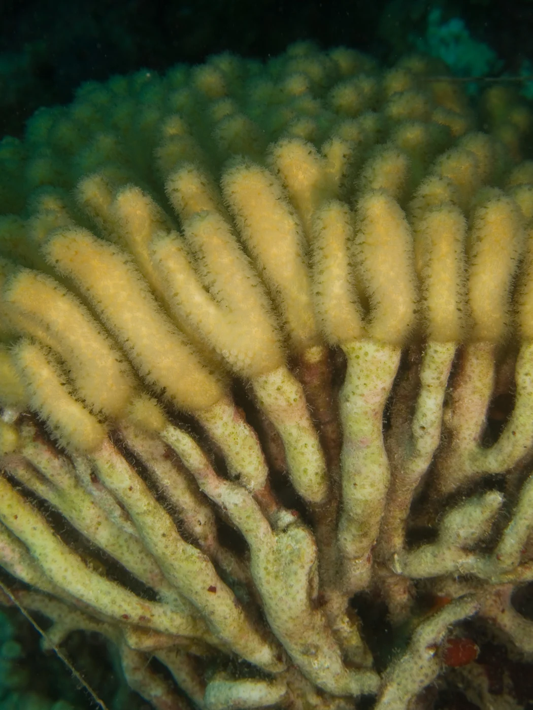 branching coral