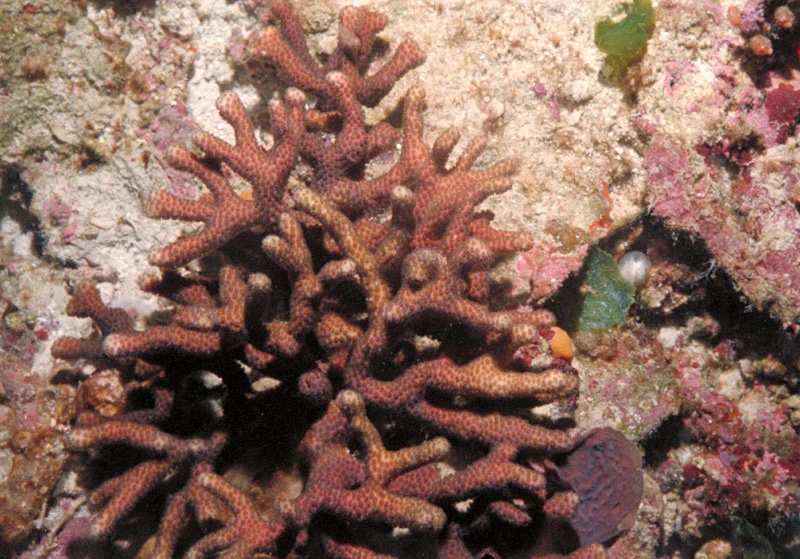 eight ray finger coral