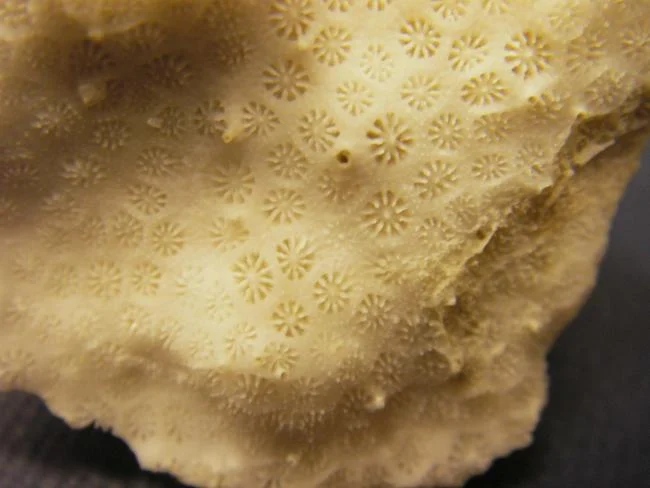 ten coral