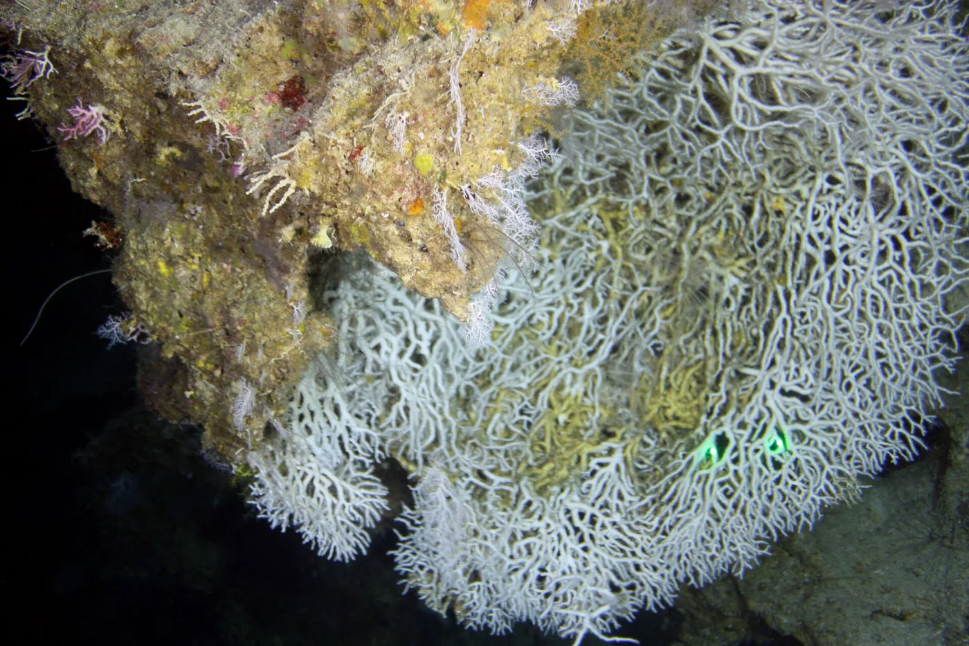 striate finger coral