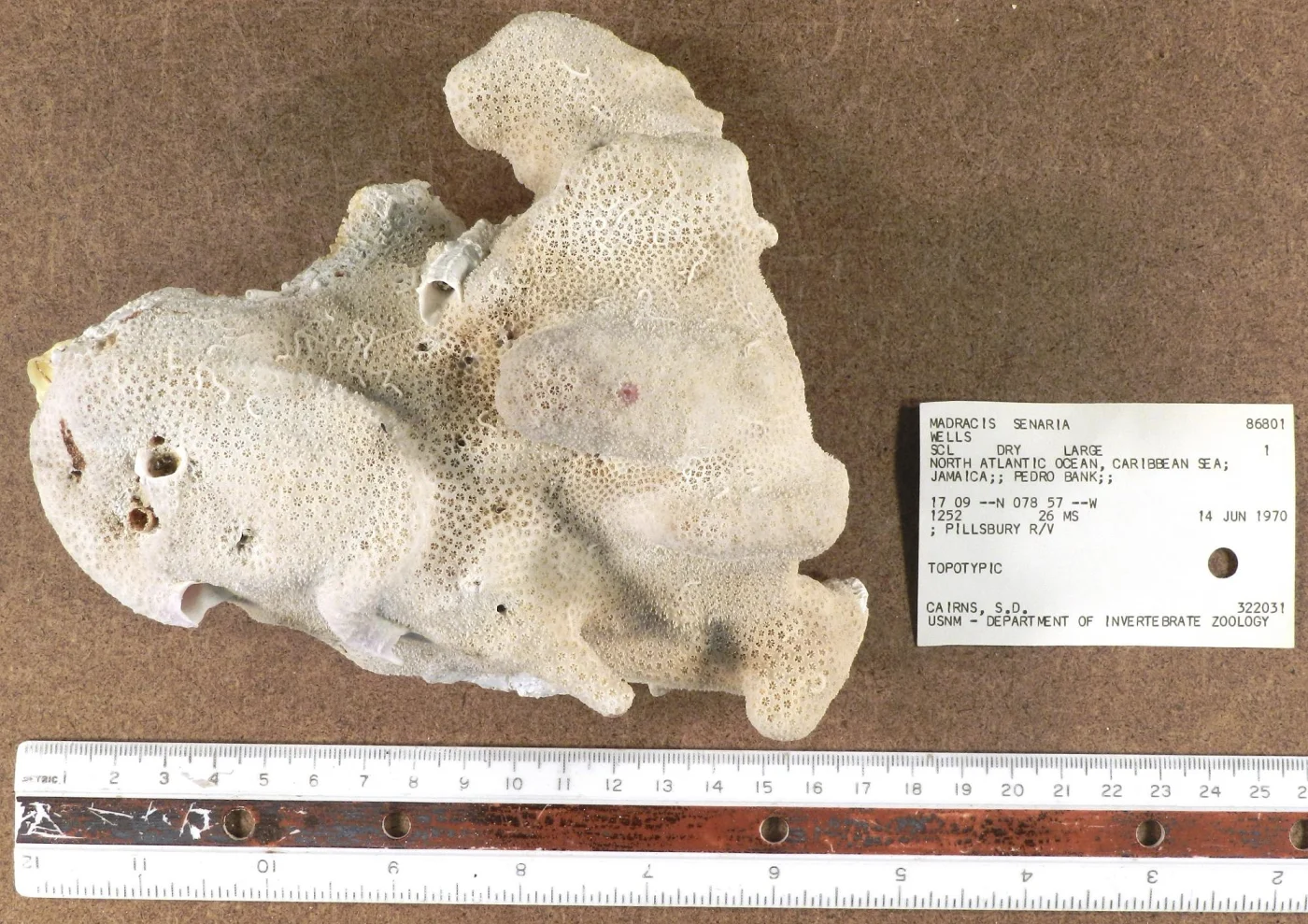 Six-ray Star Coral