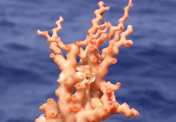 ocular coral