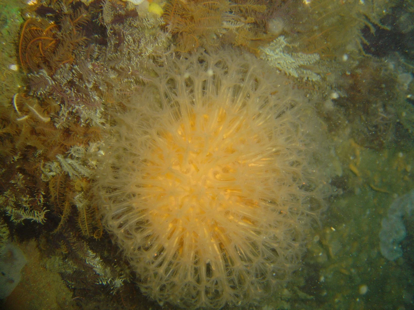 sun-burst soft coral