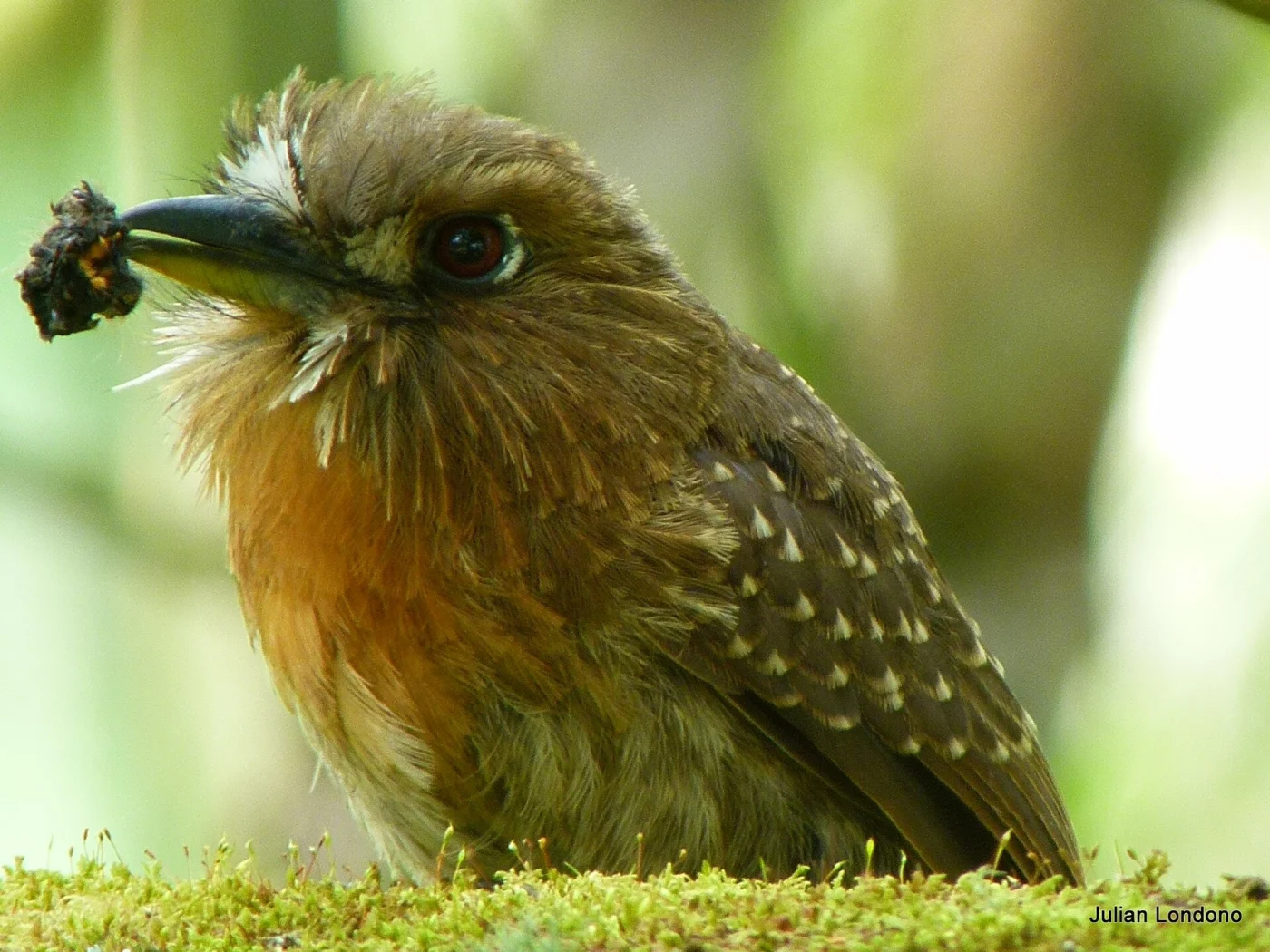 Moustached Puffbird