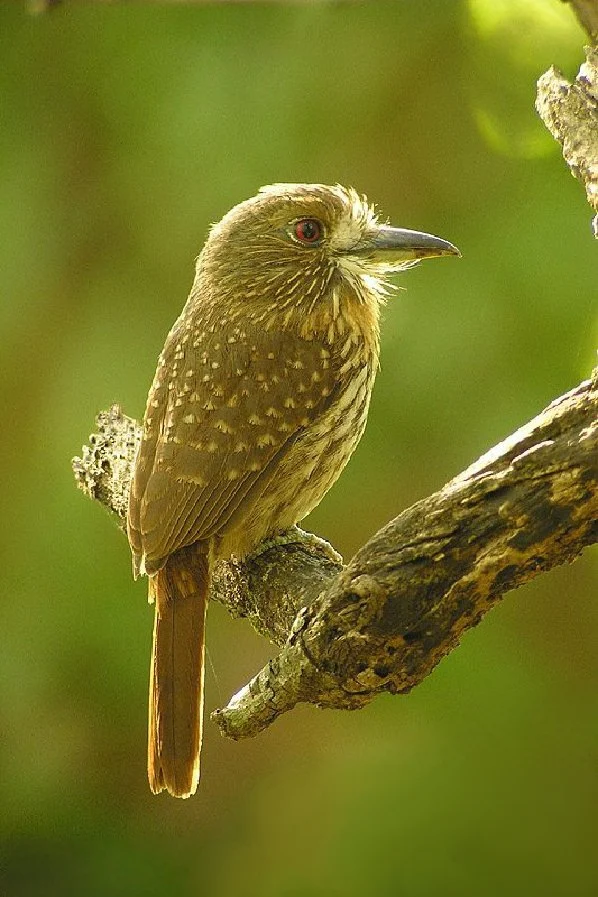 White-whiskered Puffbird