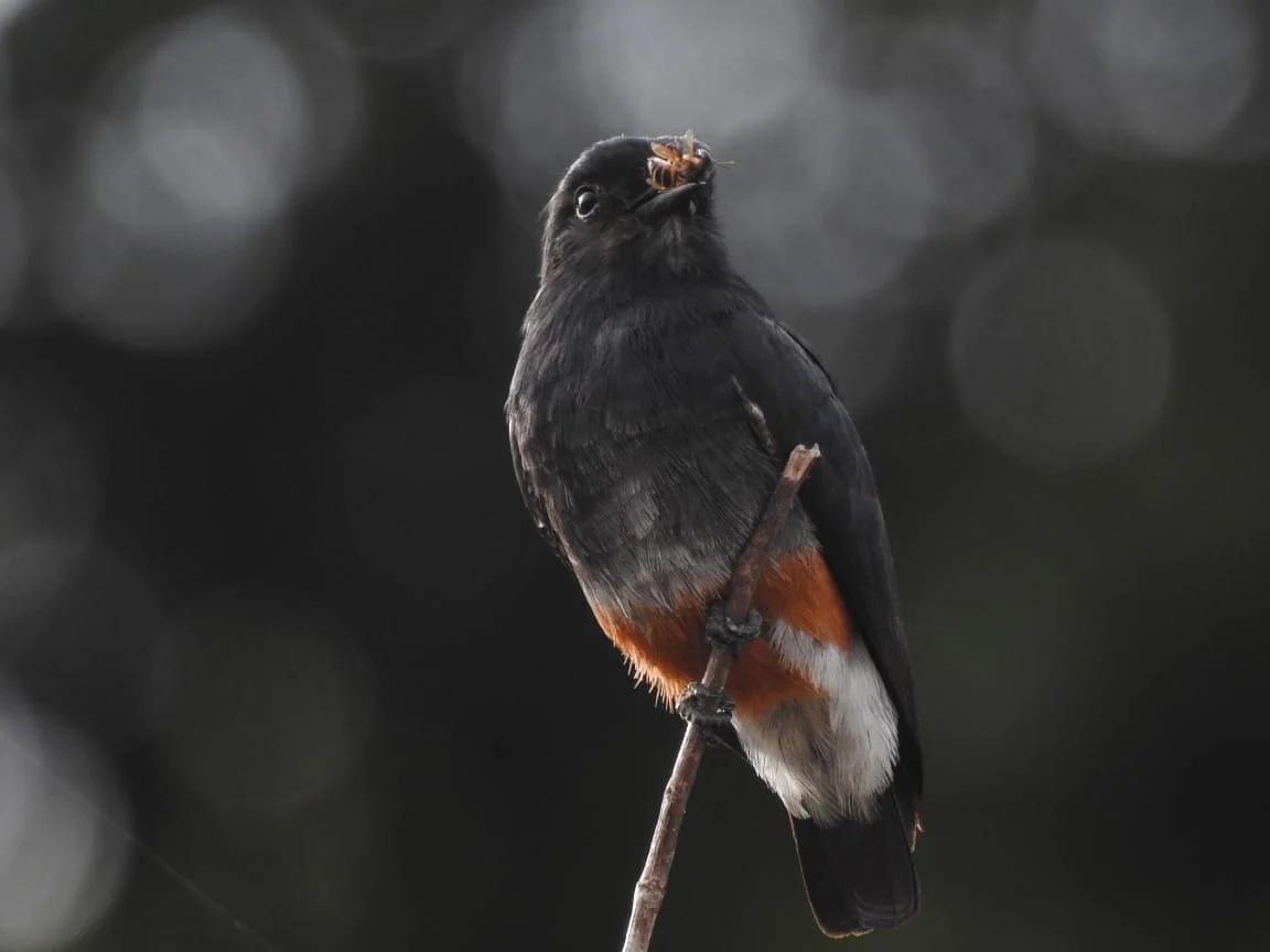 Semicollared Puffbird