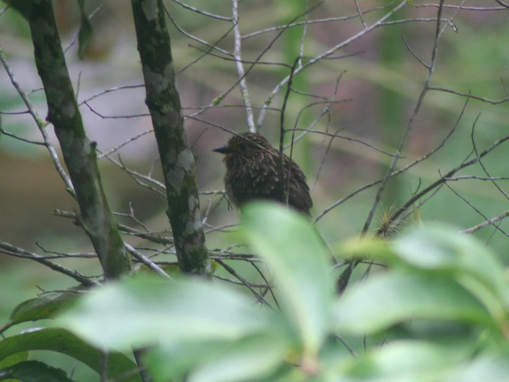 Chestnut-crested Puffbird