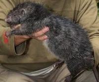 Subalpine Mallomys