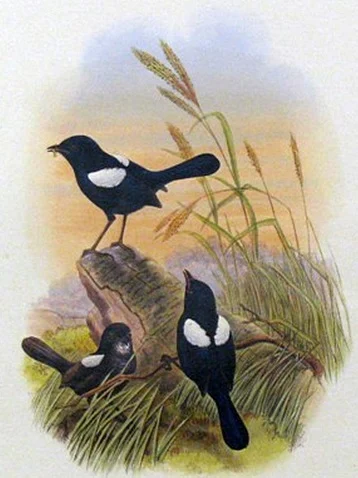 White-shouldered Fairy-wren