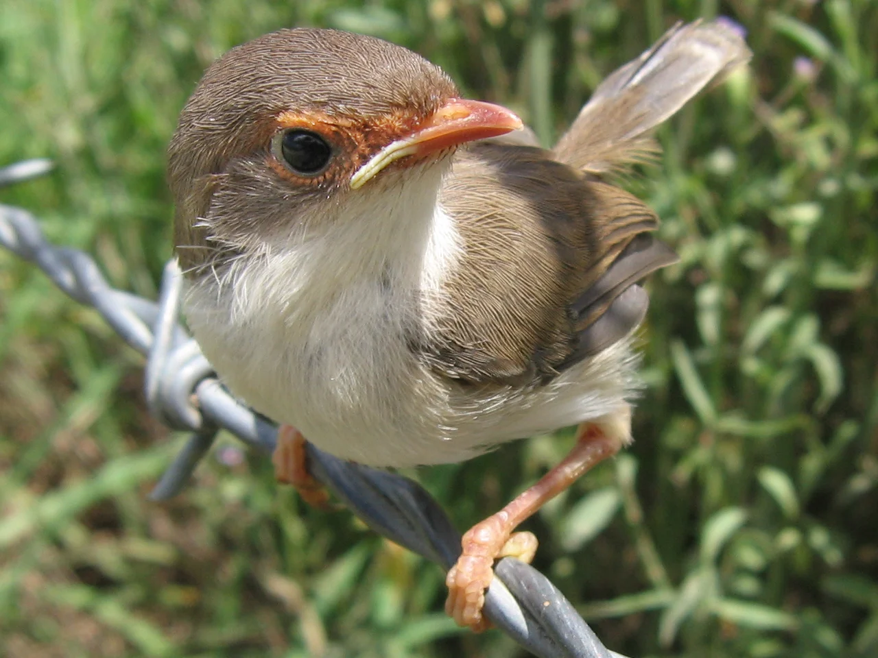 Superb Fairy-wren