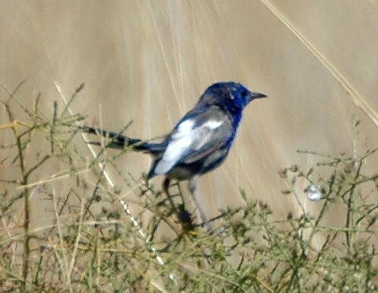 White-winged Fairywren