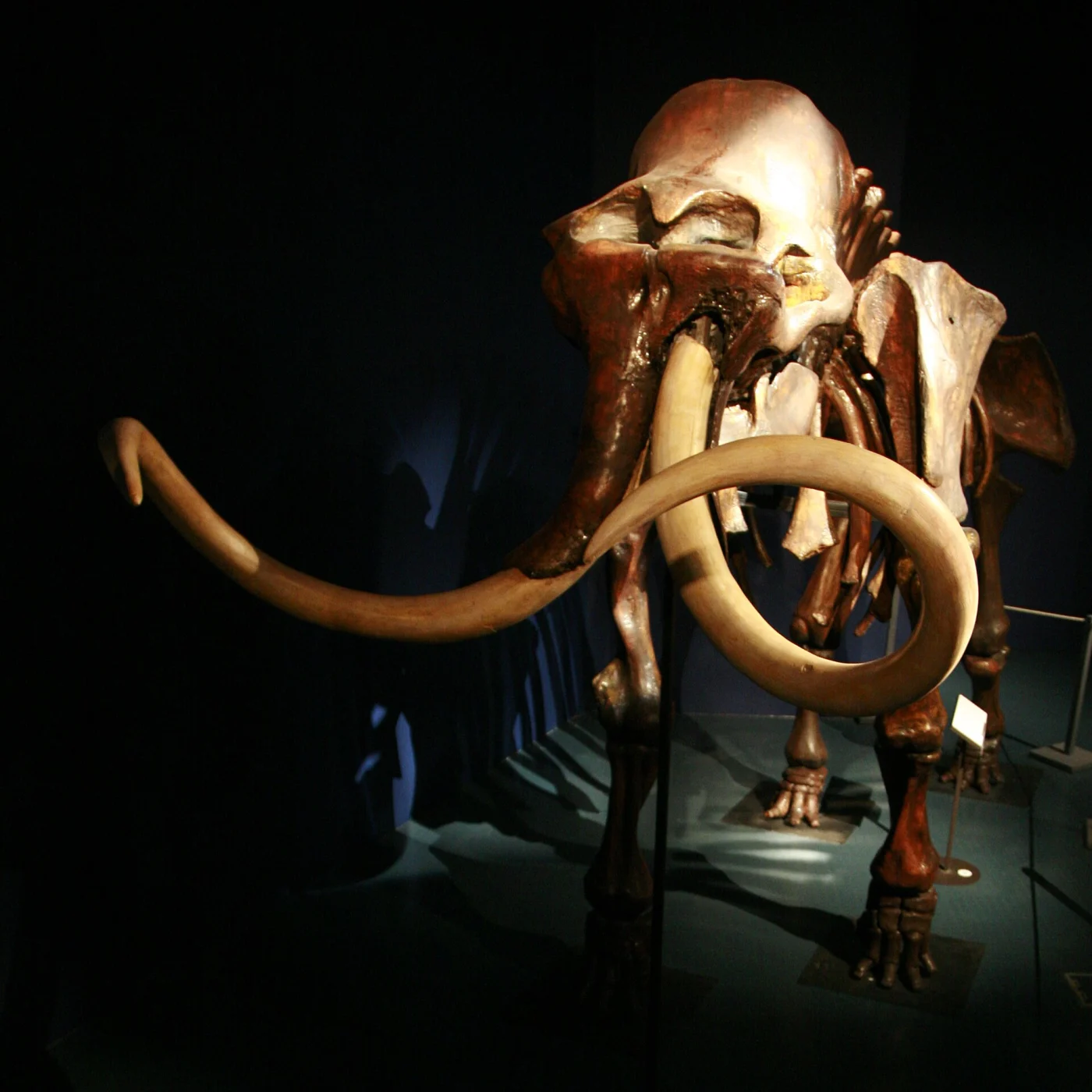 Woolly Mammoth