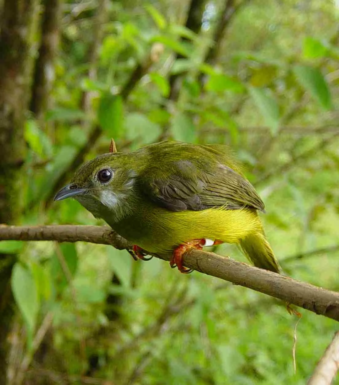 White-collared Manakin