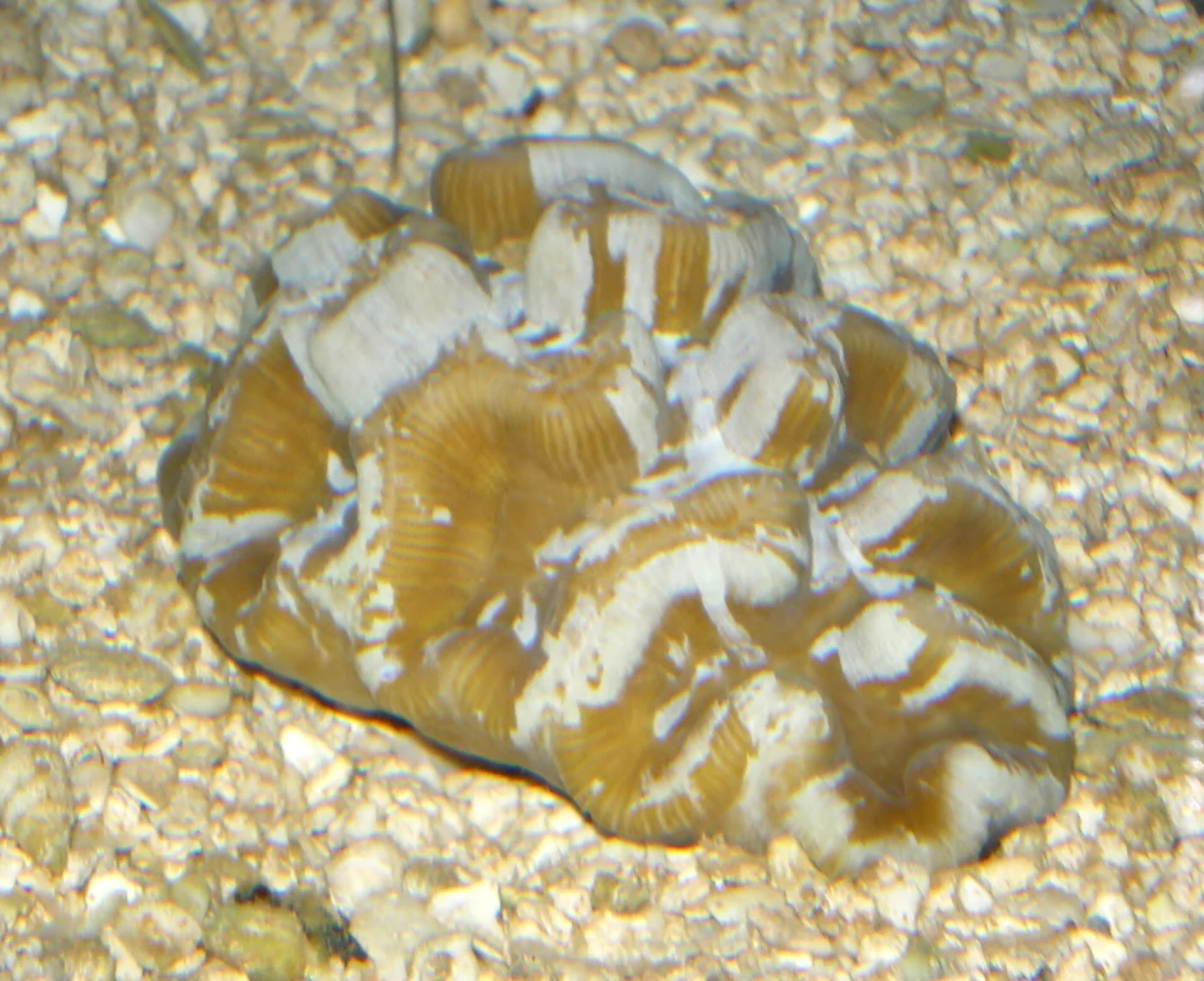 Tortugas rose coral