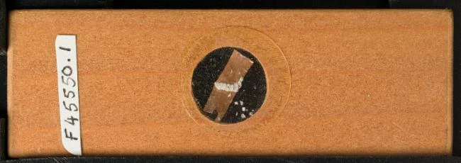Marsupioporella whittelli