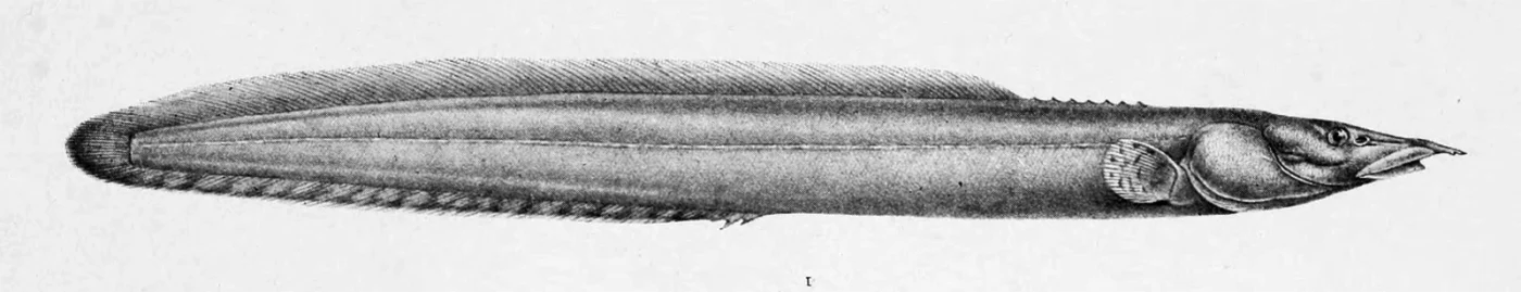 short-finned spiny eel