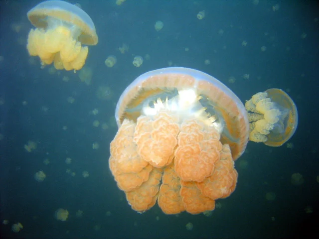 Papuan Spotted Jelly