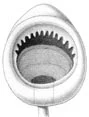 Mastigoteuthis dentata
