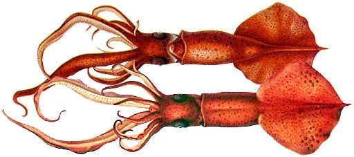 Mastigoteuthis schmidti