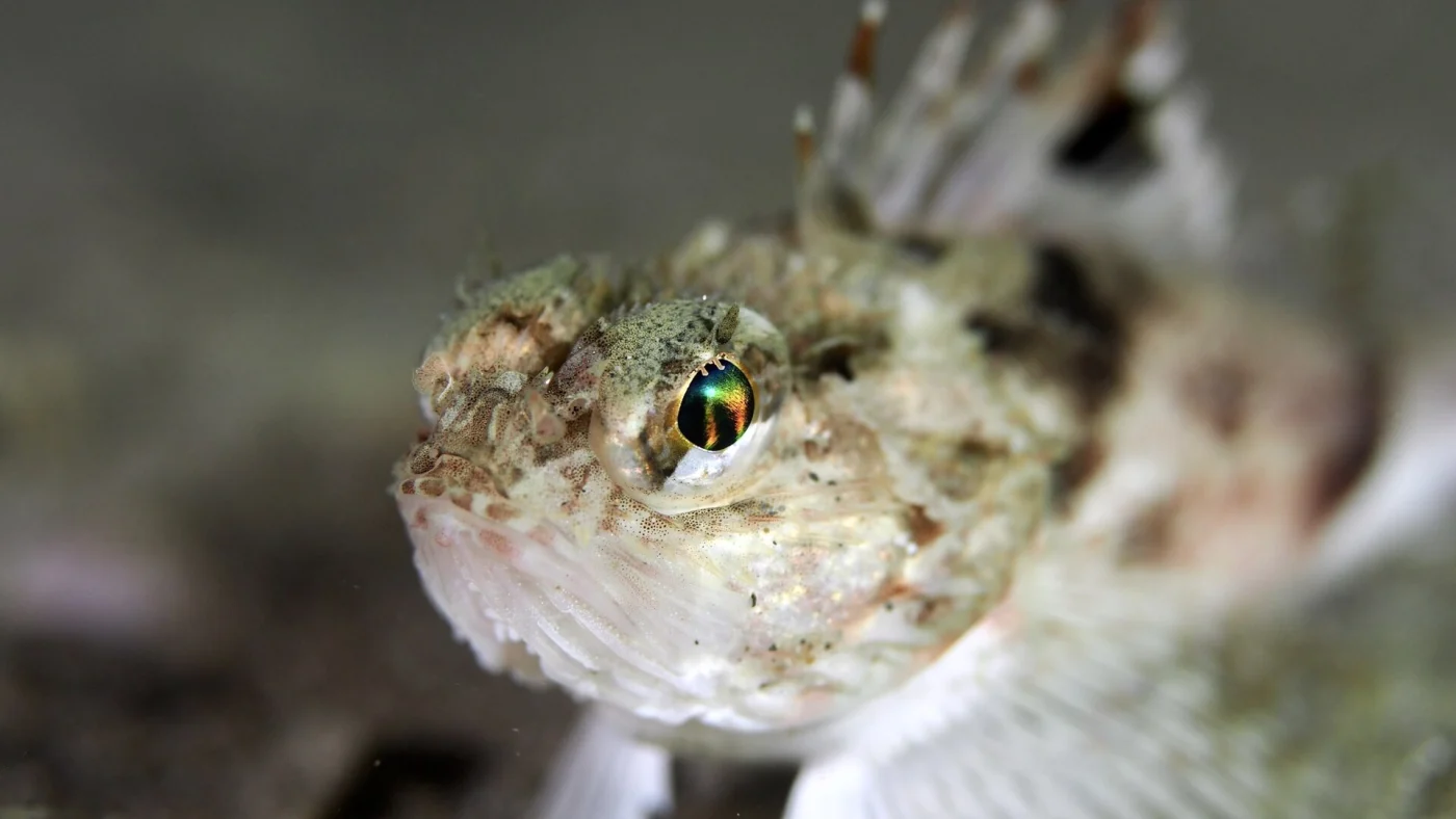 Southern Gurnard Perch